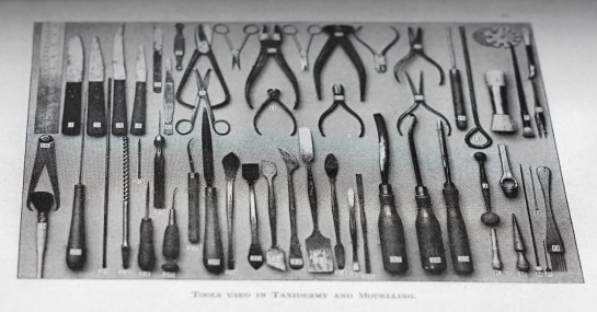 LFTT PAPER CUTTING 03